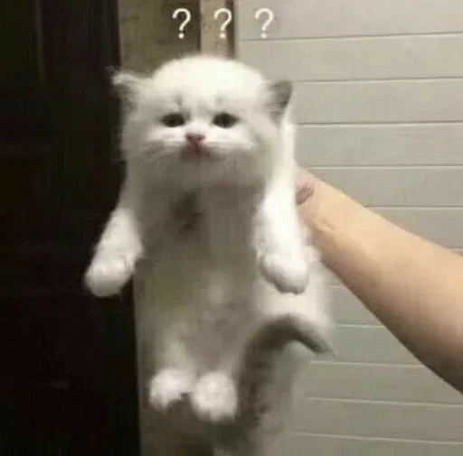 млекопитающее млекопитающее кошка животное