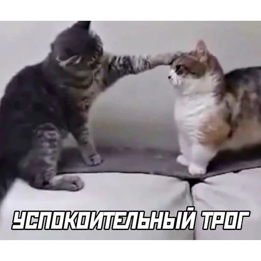СМС СМС млекопитающее животное