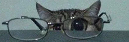 кошка кошка котёнок млекопитающее