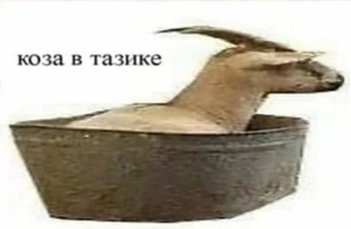 коза коза мелкий скот млекопитающее