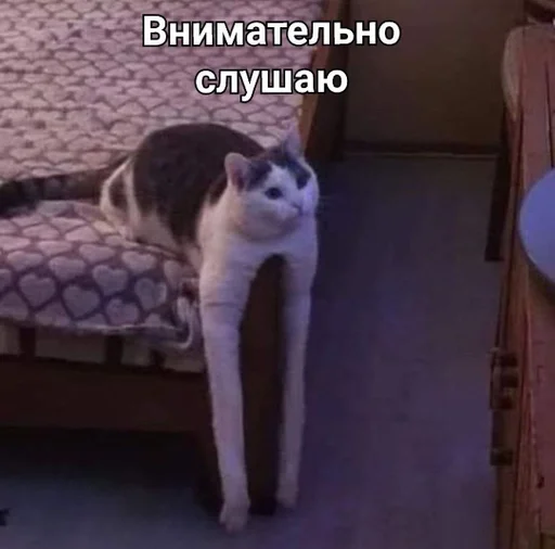 млекопитающее млекопитающее животное домашняя кошка