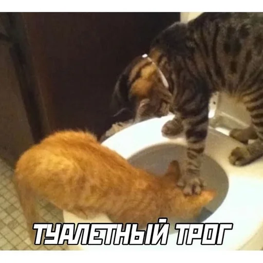 кошачьи кошачьи кошка кошки малого и среднего размера