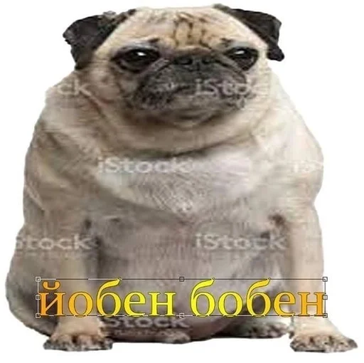 млекопитающее животное собака