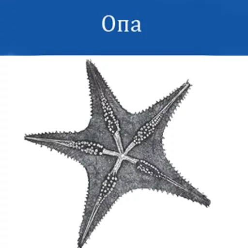OReilly - 