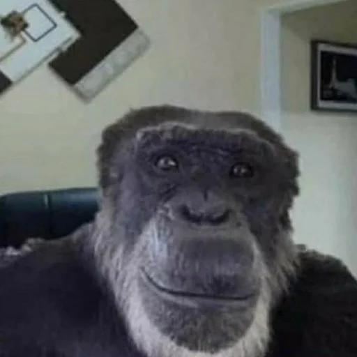 animal mammal primate