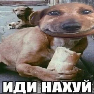 Sticker Опухшая собака - 0