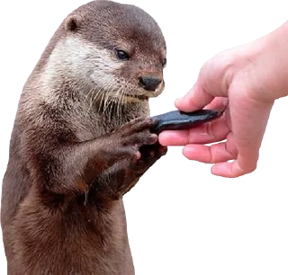 Стикер Otters Gotta Ott 3 - 0