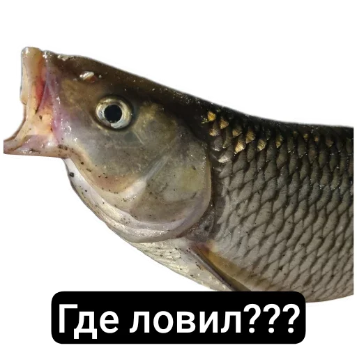 Петербургский рыболов - 