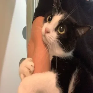 Стикер Котики - 0