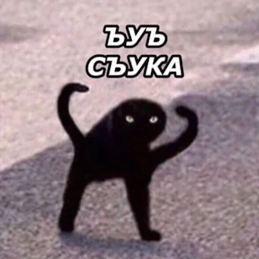 mammal mammal animal small to medium-sized cats