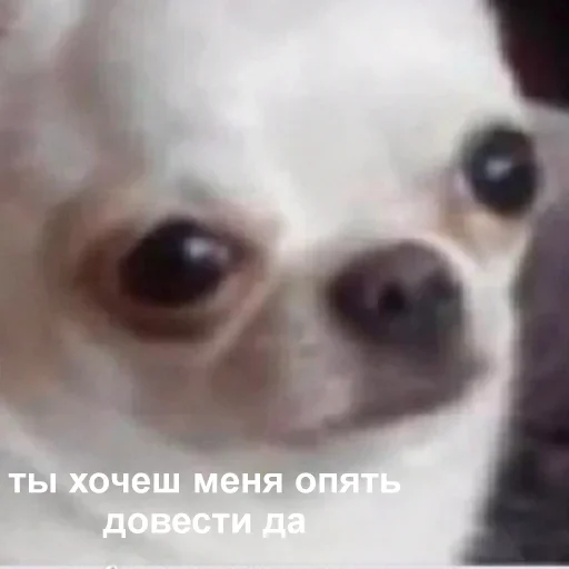 animal animal mammal dog