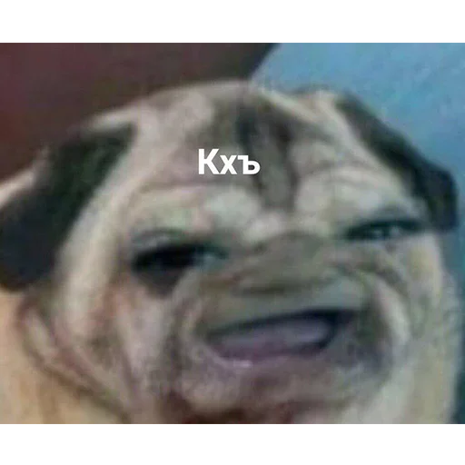 animal animal mammal dog