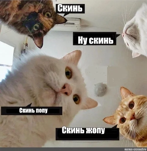 Стикер Кинь жопу :: @fStikBot - 10