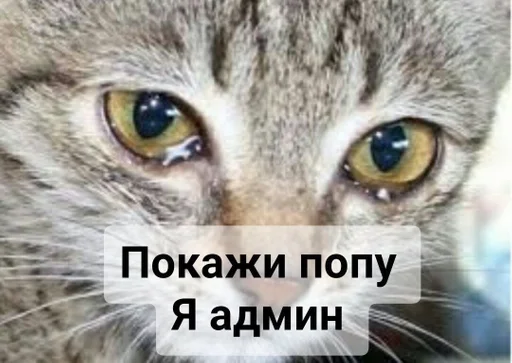 Стикер Кинь жопу :: @fStikBot - 4