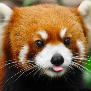 Стикер Racoon-zoned - 0