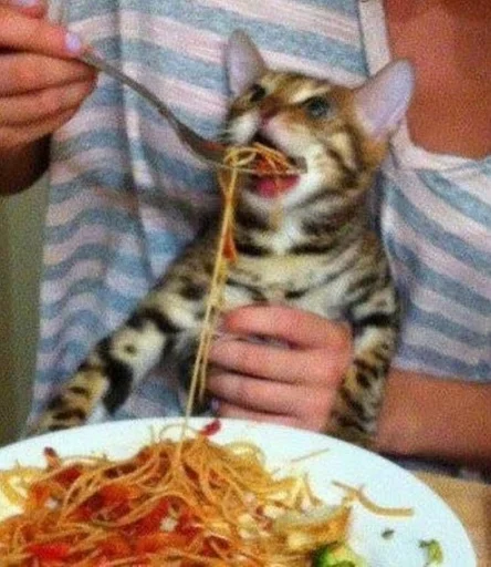 Человек Человек кошка пища