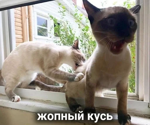 животное животное млекопитающее кошка
