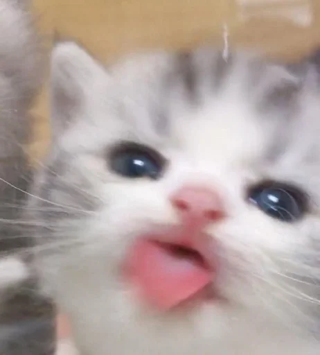 котики кьютики :: @fStikBot котики кьютики :: @fStikBot - млекопитающее