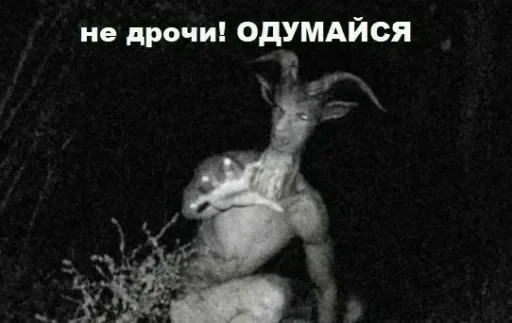 mammal mammal animal deer