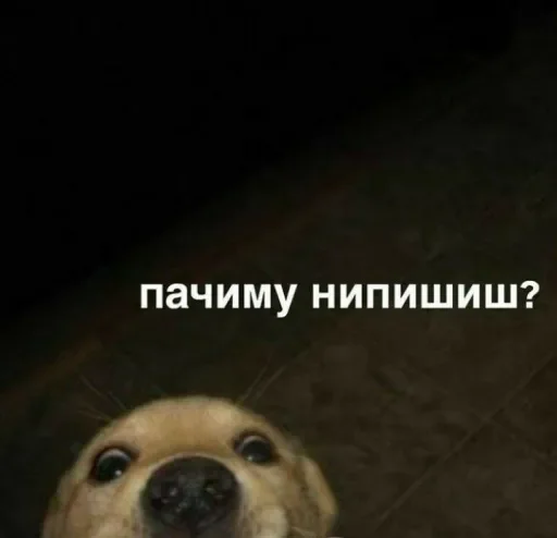 animal animal mammal dog
