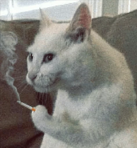 животное животное млекопитающее кошка