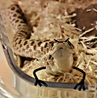 Стикер SNAKES @animestickerchannel - 0