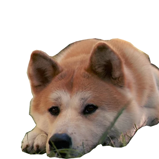 Стикер Sobaka Hatiko - 0