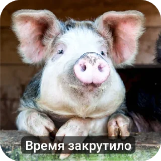 Стикер Свинская исповедь(Паблик) - 2