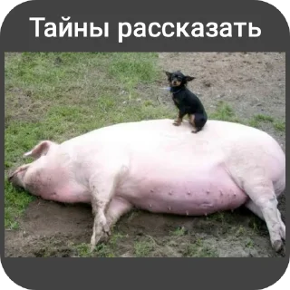 Стикер Свинская исповедь(Паблик) - 9