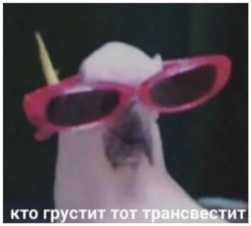 accessory accessory goggles spectacles