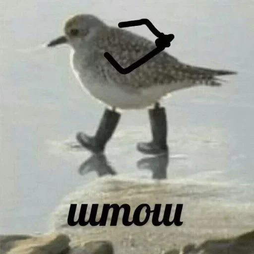 aquatic bird aquatic bird bird animal