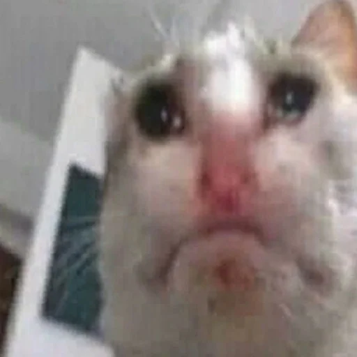mammal mammal animal domestic cat