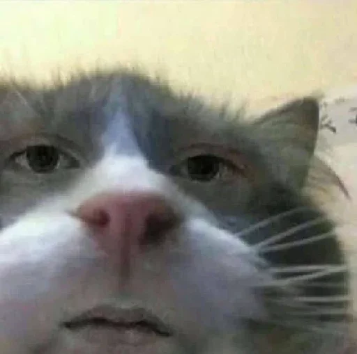 mammal mammal animal cat