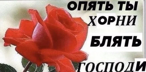 СМС СМС растение цветок