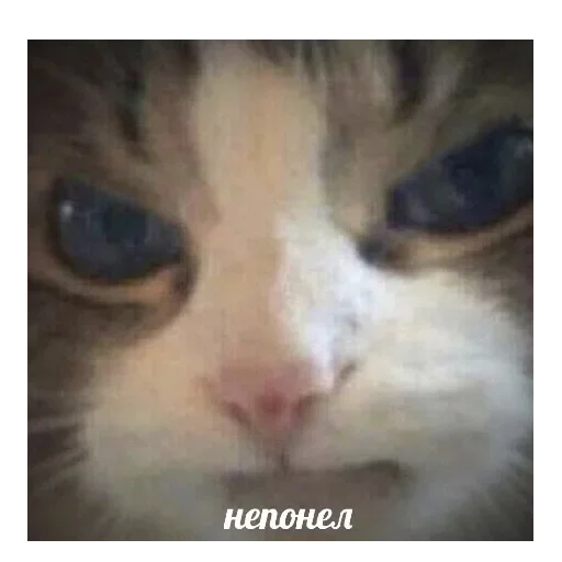 animal animal mammal cat