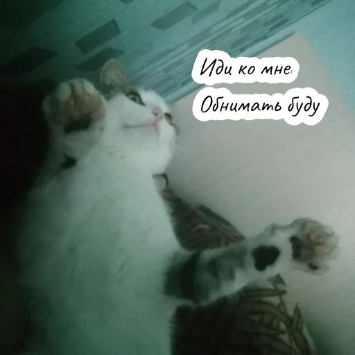 animal animal mammal cat