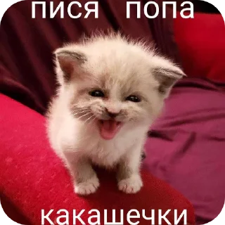Стикер Злые котики @Trueinsanityisreal - 0