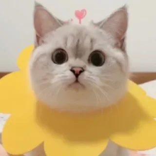 ?•Zuzu Nala Cat•? ?•Zuzu Nala Cat•? - кошки малого и среднего размера