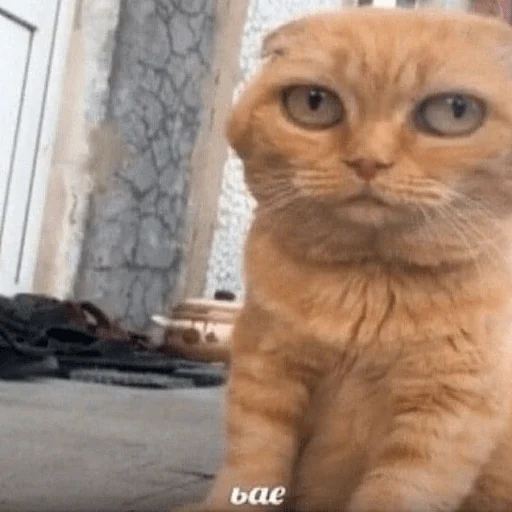 Маринад - 