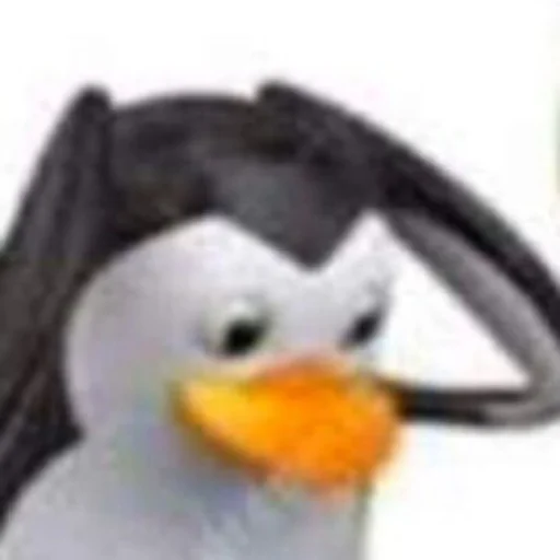 aquatic bird aquatic bird bird animal