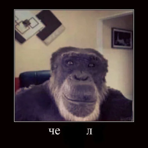 animal animal mammal primate