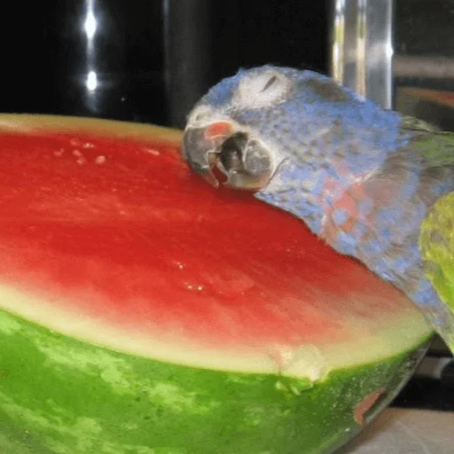 fruit fruit bird citrullus