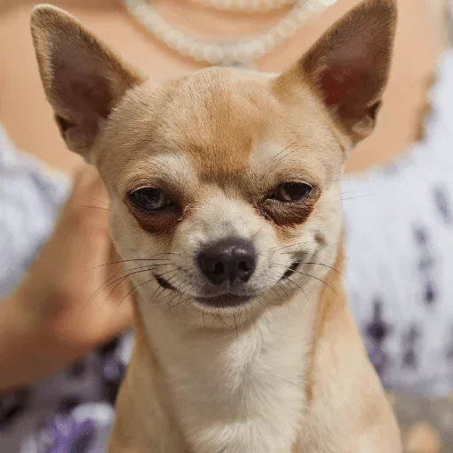 animal animal mammal pet