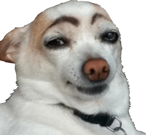 mammal mammal animal dog