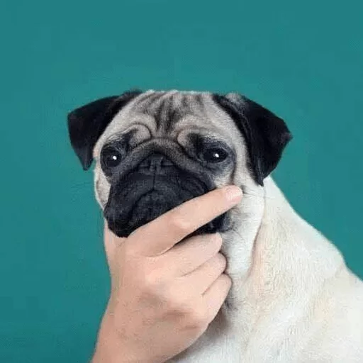 animal animal mammal dog breed