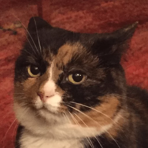 cat cat animal mammal