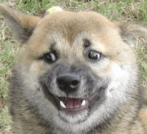 mammal mammal animal dog