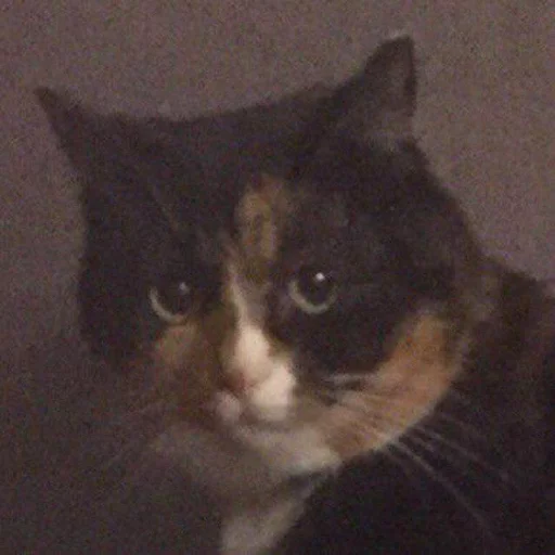 animal animal mammal cat