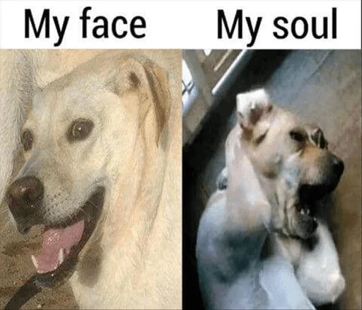 animal animal mammal dog