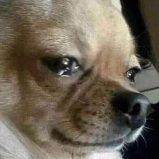 mammal mammal animal dog